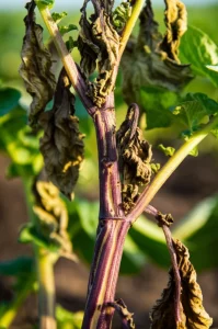Fotografia macro di una pianta di patata gravemente infetta da Dickeya solani, con lesioni nerastre sullo stelo (sintomo della gamba nera) che risalgono dal terreno e foglie ingiallite e avvizzite. Lente macro 85mm, profondità di campo ridotta per isolare lo stelo malato dallo sfondo sfocato del campo, luce naturale del tardo pomeriggio che crea ombre drammatiche.