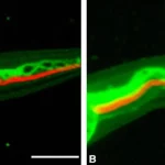 Immagine comparativa al microscopio del midollo spinale lesionato di zebrafish (sinistra, con evidente ponte di tessuto rigenerato colorato in fluorescenza verde e rossa) e medaka (destra, con ponte più sottile e meno definito). Lente macro 100mm, alta definizione, illuminazione scientifica confocale, contrasto elevato tra i colori fluorescenti e lo sfondo scuro.
