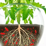 Immagine fotorealistica di una pianta di pomodoro sana e vigorosa in un vaso, con radici ben sviluppate visibili attraverso un lato trasparente del vaso, accanto a una rappresentazione stilizzata di batteri benefici (Rhodococcus ruber) nel terreno. Obiettivo macro 85mm, alta definizione, luce naturale controllata, focus sulle radici e sulla pianta.