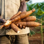 Primo piano di radici di manioca appena raccolte, ancora sporche di terra rossa fertile del Sud Etiopia, tenute nelle mani callose e segnate dal lavoro di un agricoltore locale. Luce calda del mattino che illumina la scena, obiettivo macro 60mm, messa a fuoco precisa sulla texture ruvida della manioca e sulle linee delle mani, sfondo leggermente sfocato di un campo di manioca verdeggiante.