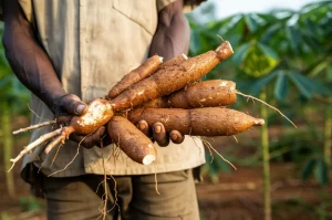 Primo piano di radici di manioca appena raccolte, ancora sporche di terra rossa fertile del Sud Etiopia, tenute nelle mani callose e segnate dal lavoro di un agricoltore locale. Luce calda del mattino che illumina la scena, obiettivo macro 60mm, messa a fuoco precisa sulla texture ruvida della manioca e sulle linee delle mani, sfondo leggermente sfocato di un campo di manioca verdeggiante.