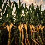 Fotografia paesaggistica di un campo di mais maturo e sano al tramonto, con le pannocchie dorate visibili tra le foglie verdi. Obiettivo grandangolare 18mm per catturare l'ampiezza del campo, luce calda del tramonto, messa a fuoco nitida sull'intera scena, cielo con nuvole leggere.