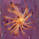 Immagine fotorealistica dell'anellide ramificato Ramisyllis kingghidorahi nel suo habitat naturale, una spugna Petrosia sp. Fotografia subacquea, obiettivo macro 70mm, alta definizione, illuminazione diffusa che evidenzia la struttura ramificata del verme e la texture della spugna.