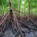 Fotografia paesaggistica di una foresta di mangrovie matura (Bruguiera gymnorhiza) sull'atollo carbonatico di Ouvéa, Nuova Caledonia, con radici intricate nel suolo scuro e ricco di materia organica visibile in primo piano. Obiettivo grandangolare 20mm, luce diffusa del mattino, focus nitido sulle radici e sulla tessitura del suolo, profondità di campo che mostra la densità della foresta sullo sfondo.
