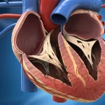 Visualizzazione 3D fotorealistica di un cuore umano sezionato che mostra chiaramente il muscolo cardiaco, le arterie coronarie sulla superficie e lo strato di tessuto adiposo epicardico (EAT) che lo avvolge, evidenziato con un colore leggermente diverso o traslucido. Alcune arterie mostrano segni di placca aterosclerotica. Illuminazione da studio, obiettivo prime 35mm, profondità di campo che sfoca leggermente lo sfondo.
