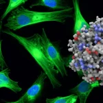 Immagine artistica e scientifica che mostra fibroblasti in coltura con goccioline lipidiche fluorescenti (verdi) e mitocondri allungati (rossi) sotto un microscopio. In sovrimpressione, la struttura 3D della proteina ABHD5. Prime lens, 35mm, depth of field, duotone blu e verde, alta risoluzione, illuminazione drammatica.