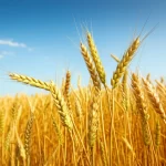 Campo di grano dorato e rigoglioso sotto un cielo sereno, simbolo di un raccolto abbondante ottenuto grazie a pratiche agricole sostenibili come l'uso di compost e zinco. Obiettivo grandangolare 24mm, messa a fuoco nitida, luce naturale del tardo pomeriggio.