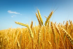 Campo di grano dorato e rigoglioso sotto un cielo sereno, simbolo di un raccolto abbondante ottenuto grazie a pratiche agricole sostenibili come l'uso di compost e zinco. Obiettivo grandangolare 24mm, messa a fuoco nitida, luce naturale del tardo pomeriggio.
