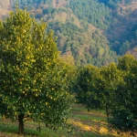 Fotografia paesaggistica di una piantagione di Camellia oleifera in una regione collinare della provincia cinese del Sichuan, alberi sani e rigogliosi in primo piano con alcuni che mostrano segni iniziali di malattia fogliare (macchie gialle/marroni), luce dorata del tardo pomeriggio che illumina le colline sullo sfondo, obiettivo grandangolare 24mm, messa a fuoco nitida su tutta la scena, colori vividi e naturali.