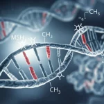 Concetto visivo astratto che rappresenta la complessità della ricerca genetica sulla metilazione del DNA e l'instabilità delle ripetizioni in malattie come X Fragile e Atassia di Friedreich. Eliche di DNA stilizzate con regioni evidenziate per le ripetizioni e simboli di metilazione (CH3), con la proteina MSH2 sfocata sullo sfondo. Illuminazione drammatica, obiettivo prime 35mm, profondità di campo selettiva, tonalità blu e grigio duotone.