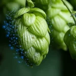 Macro fotografia di coni di luppolo freschi e verdi, illuminazione controllata, alta definizione, obiettivo macro 100mm, con sottili scintille bluastre eteree che simboleggiano i campi elettrici pulsati avvolgere delicatamente i coni.