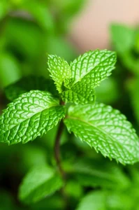Macro fotografia di foglie fresche e vibranti di menta pompelmo, illuminate da una luce controllata che ne esalta i dettagli e la texture verde intensa. Obiettivo macro 60mm, alta definizione, focus preciso sulle goccioline d'acqua simulate sulla superficie fogliare, suggerendo salute e idratazione post-trattamento.