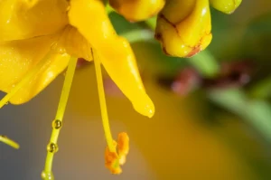 Immagine concettuale fotorealistica: goccioline nanoscopiche di olio dorato (nanoemulsione) che fluttuano delicatamente intorno a un fiore giallo brillante e semi marroni della pianta Caesalpinia decapetal*a, 60mm Macro lens, alta definizione, illuminazione morbida e controllata che evidenzia la traslucenza delle nano-gocce, sfondo naturale leggermente sfocato.