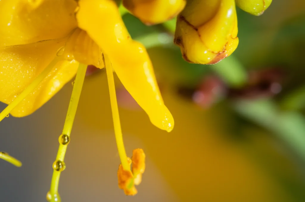 Immagine concettuale fotorealistica: goccioline nanoscopiche di olio dorato (nanoemulsione) che fluttuano delicatamente intorno a un fiore giallo brillante e semi marroni della pianta Caesalpinia decapetal*a, 60mm Macro lens, alta definizione, illuminazione morbida e controllata che evidenzia la traslucenza delle nano-gocce, sfondo naturale leggermente sfocato.