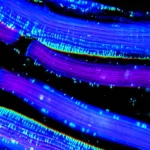 Primo piano macro, obiettivo 105mm, di fibre muscolari di pollo coltivate in laboratorio, derivate da cellule satellite, che mostrano una struttura ben definita e multinucleata. Illuminazione controllata da studio per evidenziare i dettagli tissutali, alta definizione, focus preciso sulle striature muscolari.