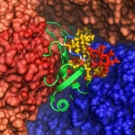 Immagine fotorealistica macro ad altissima definizione del peptide lazo RES-701-3 (struttura a nastro colorata e complessa) legato strettamente all'interno della tasca transmembrana del recettore ETB (superficie molecolare semitrasparente). Punti di interazione chiave tra peptide e recettore brillano leggermente. Illuminazione drammatica e controllata che enfatizza la complessità dell'interazione. Obiettivo macro 105mm, messa a fuoco precisa, elevato dettaglio.