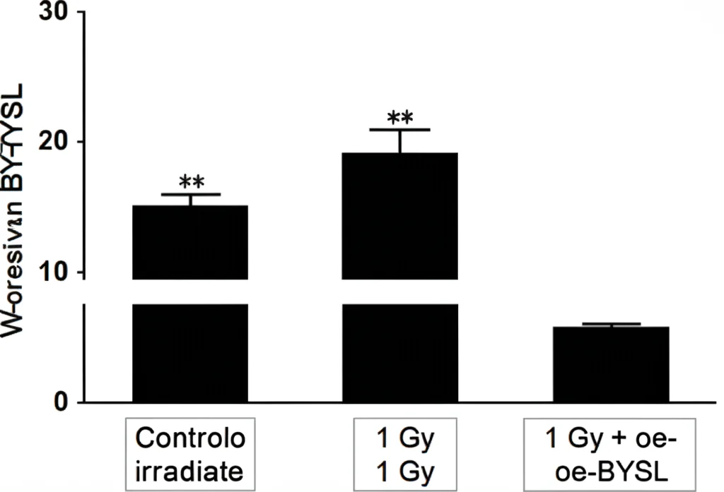 Grafico a barre che mostra i livelli di espressione della proteina BYSL misurati tramite Western Blot. Si vedono tre condizioni: controllo, cellule irradiate (1 Gy), e cellule irradiate con sovraespressione di BYSL (1 Gy + oe-BYSL). La barra per 1 Gy è significativamente più bassa del controllo, mentre la barra per 1 Gy + oe-BYSL è significativamente più alta di quella a 1 Gy. Grafica scientifica pulita, colori contrastanti.