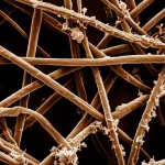 Immagine fotorealistica di ife fungine di Aspergillus fumigatus al microscopio elettronico a scansione, alta definizione, illuminazione drammatica, obiettivo macro 105mm, dettagli intricati delle strutture fungine su uno sfondo scuro che simboleggia il polmone.