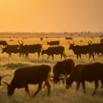 Mandria di bestiame africano (mucche, pecore) in un paesaggio della Rift Valley al tramonto, con zanzare Aedes visibili in primo piano sfocato, simbolo della trasmissione della Febbre della Rift Valley. Fotografia naturalistica, obiettivo teleobiettivo 200mm, luce calda del tardo pomeriggio, alta definizione, profondità di campo.