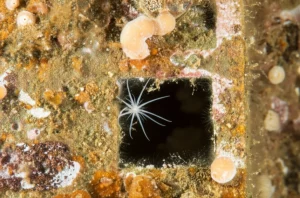 Fotografia subacquea di una struttura ARMS (Autonomous Reef Monitoring Structure) colonizzata da piccoli organismi marini su una barriera corallina messicana. Obiettivo macro 60mm, messa a fuoco selettiva su una piccola stella serpentina (Ophiuroidea) che emerge da una fessura, sfondo con altre placche della struttura e organismi incrostanti (spugne, briozoi), illuminazione subacquea laterale per creare profondità.