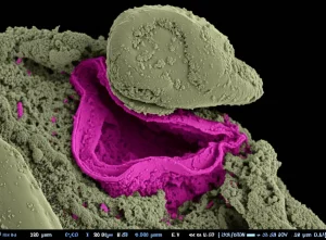 Primo piano fotorealistico dell'orecchio interno di un topo modello per la sordità DFNA78, visualizzato tramite nano-CT. L'immagine evidenzia la struttura complessa della coclea con enfasi sulla stria vascolare alterata e ridotta. Obiettivo macro 90mm, illuminazione drammatica laterale per accentuare i dettagli tridimensionali della struttura e la patologia.
