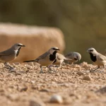 Ritratto fotografico di un gruppo di garruli arabi (Argya squamiceps) che interagiscono socialmente a terra nel loro habitat desertico naturale vicino a un villaggio israeliano sullo sfondo. Obiettivo 50mm, profondità di campo media per mostrare sia gli uccelli in primo piano che il contesto. Luce naturale del mattino.