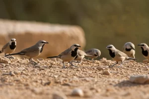 Ritratto fotografico di un gruppo di garruli arabi (Argya squamiceps) che interagiscono socialmente a terra nel loro habitat desertico naturale vicino a un villaggio israeliano sullo sfondo. Obiettivo 50mm, profondità di campo media per mostrare sia gli uccelli in primo piano che il contesto. Luce naturale del mattino.