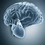 Immagine concettuale di un cervello umano con sovrapposta una valvola cardiaca TAVR stilizzata, aree cerebrali evidenziate a simboleggiare l'infarto silente, stile fotorealistico medico, illuminazione drammatica, obiettivo 35mm, duotone blu e grigio.