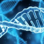 Illustrazione concettuale fotorealistica di una doppia elica di DNA che si fonde con una rappresentazione stilizzata della giunzione neuromuscolare, con focus sui geni CHRNA1 e CHRNB1 evidenziati. Illuminazione da studio, obiettivo prime 50mm, profondità di campo per enfatizzare la connessione tra genetica e Miastenia Gravis.