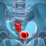 Visualizzazione 3D del bacino maschile con la prostata evidenziata in rosso, derivata da scansione RM, stile wide-angle 24mm, focus nitido sulla prostata e sulle strutture ossee pelviche circostanti (ischio, pube), illuminazione chiara e dettagliata per uso medico.