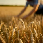 Fotografia di un campo di grano dorato al tramonto, con spighe piene e rigogliose in primo piano. Un agricoltore (o ricercatore) in lontananza ispeziona le piante. Obiettivo 35mm, profondità di campo che sfoca leggermente lo sfondo, luce calda e avvolgente, atmosfera di abbondanza e innovazione agricola.