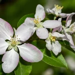 Scatto macro ravvicinato, obiettivo da 100 mm, di fiori di mela (Malus domestica) e Gillenia trifoliata fiori fianco a fianco, evidenziando la loro somiglianza familiare condivisa ma accennando a differenze genetiche sottostanti. Dettagli elevati, messa a fuoco precisa, profondità di campo superficiale, luce mattutina naturale.