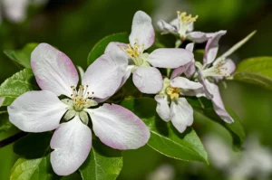 Scatto macro ravvicinato, obiettivo da 100 mm, di fiori di mela (Malus domestica) e Gillenia trifoliata fiori fianco a fianco, evidenziando la loro somiglianza familiare condivisa ma accennando a differenze genetiche sottostanti. Dettagli elevati, messa a fuoco precisa, profondità di campo superficiale, luce mattutina naturale.