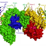 Immagine fotorealistica del complesso ternario della polimerasi del virus del morbillo (Lfull-P-C) visualizzato tramite criomicroscopia elettronica. Le proteine L (con tutti i suoi domini), P (tetramero) e il dimero C sono mostrati con dettagli molecolari, evidenziando l'interfaccia di legame tra C e L nello spazio tra RdRp e l'appendice CD-MTase-CTD. Macro lens, 90mm, high detail, precise focusing, controlled lighting, sfondo astratto bio-scientifico.