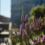 Un'immagine evocativa di un ecosistema urbano resiliente: piante autoctone diverse, inclusa un'erica di palude simile a Sprengelia, prosperano accanto a infrastrutture cittadine moderne sfocate sullo sfondo, sotto una luce solare filtrata. Obiettivo 35mm, profondità di campo che mette a fuoco la vitalità della natura in città, simbolo di giustizia multi-specie e della riscoperta di ecologie passate.