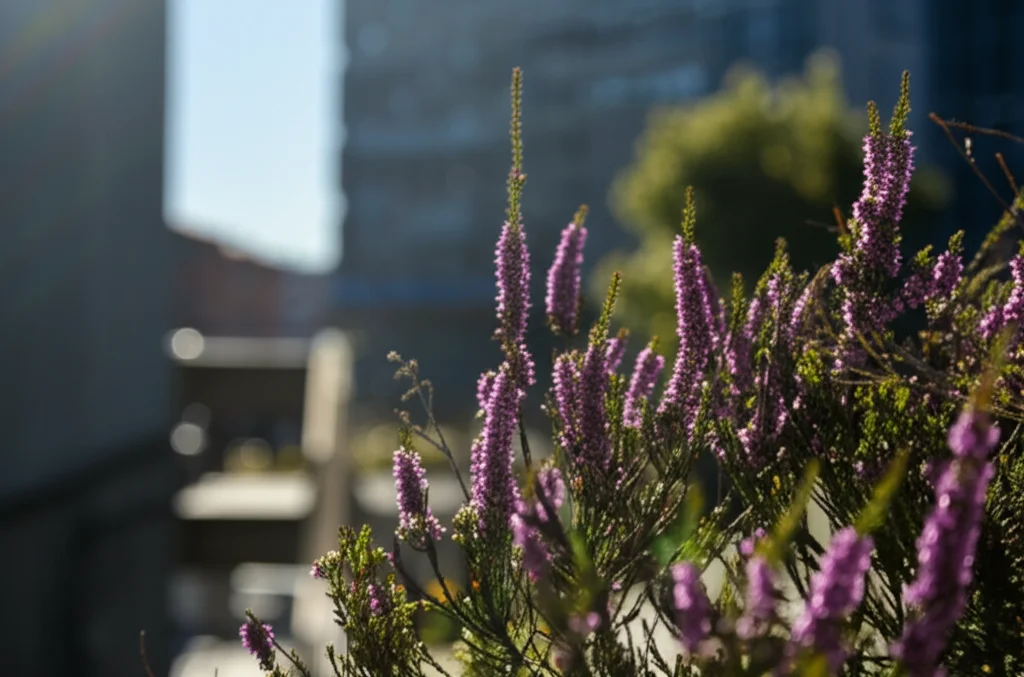 Un'immagine evocativa di un ecosistema urbano resiliente: piante autoctone diverse, inclusa un'erica di palude simile a Sprengelia, prosperano accanto a infrastrutture cittadine moderne sfocate sullo sfondo, sotto una luce solare filtrata. Obiettivo 35mm, profondità di campo che mette a fuoco la vitalità della natura in città, simbolo di giustizia multi-specie e della riscoperta di ecologie passate.