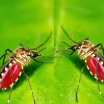 Macro fotografia, 105mm lens, alta definizione, messa a fuoco precisa, illuminazione controllata, che mostra le marcature distintive ma molto simili di Aedes albopictus e della sua controparte criptica, Aedes nr. albopictus, affiancate su una foglia verde brillante, evidenziando la difficoltà dell'identificazione visiva.