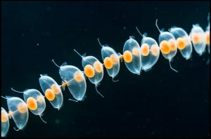 Immagine fotorealistica di diverse Salpa thompsoni unite in una catena fluttuante, che emettono una debole bioluminescenza nelle scure acque antartiche. Obiettivo macro, 85mm, alta definizione, messa a fuoco precisa, catturando la loro consistenza gelatinosa e il nucleo interno arancione.