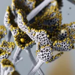 Macro fotografia di nanofiori di ossido di stagno immersi in acqua limpida, con particelle stilizzate di cadmio (piccole sfere brillanti) che aderiscono alla loro superficie porosa tridimensionale. Obiettivo macro 90mm, illuminazione controllata laterale per evidenziare i dettagli della struttura floreale e la trasparenza dell'acqua, messa a fuoco precisa sui nanofiori al centro dell'immagine, sfondo acquatico leggermente sfocato.