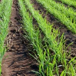 Fotografia aerea con drone di un campo di grano invernale nella fase iniziale di accestimento, con le giovani piante verdi che risaltano sul terreno bruno. Obiettivo grandangolare 15mm, messa a fuoco nitida, luce solare brillante, concetto di agricoltura di precisione.