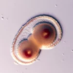 Fotografia macro altamente dettagliata di una blastocisti suina in fase iniziale di sviluppo, focus nitido sulle cellule esterne del trofectoderma, illuminazione da laboratorio controllata, lente 85mm, sfondo sfocato per enfatizzare l'embrione, alta definizione.