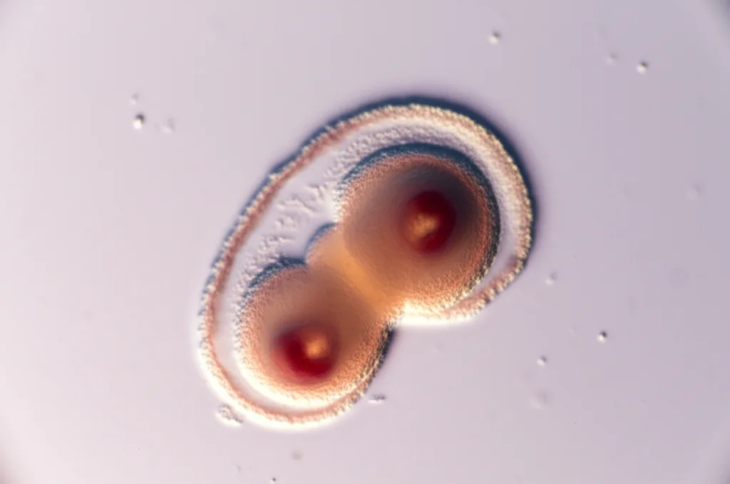 Fotografia macro altamente dettagliata di una blastocisti suina in fase iniziale di sviluppo, focus nitido sulle cellule esterne del trofectoderma, illuminazione da laboratorio controllata, lente 85mm, sfondo sfocato per enfatizzare l'embrione, alta definizione.
