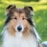 Primo piano ritratto di un cane Collie sano e vigile in un prato verde lussureggiante, luce naturale del giorno che ne illumina il pelo fluente. Obiettivo prime 35mm, profondità di campo ridotta per sfocare leggermente lo sfondo ed enfatizzare il cane, espressione attenta e serena.