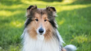 Primo piano ritratto di un cane Collie sano e vigile in un prato verde lussureggiante, luce naturale del giorno che ne illumina il pelo fluente. Obiettivo prime 35mm, profondità di campo ridotta per sfocare leggermente lo sfondo ed enfatizzare il cane, espressione attenta e serena.