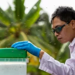 Fotografia realistica di maschi sterili di zanzara Aedes aegypti rilasciati da un contenitore da un ricercatore con guanti in un ambiente urbano tropicale malese, obiettivo zoom teleobiettivo 100mm, tracciamento del movimento che cattura il volo delle zanzare, sfondo sfocato.