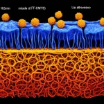 Visualizzazione microscopica stilizzata della barriera emato-encefalica con nanoparticelle (micelle di FF-DMTS) che la attraversano per raggiungere il tessuto cerebrale. Obiettivo macro 105mm, alta definizione, illuminazione drammatica per enfatizzare il passaggio.