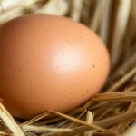 Fotografia macro di un uovo di gallina marrone perfetto, appoggiato su paglia pulita in un nido, luce calda e controllata, obiettivo macro 100mm, alta definizione, messa a fuoco precisa sul guscio poroso.