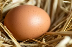 Fotografia macro di un uovo di gallina marrone perfetto, appoggiato su paglia pulita in un nido, luce calda e controllata, obiettivo macro 100mm, alta definizione, messa a fuoco precisa sul guscio poroso.