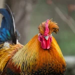 Un magnifico esemplare di pollo Beijing-You in posa, che mostra il piumaggio rossiccio, il grande ciuffo e la barba caratteristici, ritratto con lente prime 35mm, profondità di campo ridotta per sfocare lo sfondo.