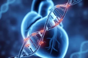 Illustrazione concettuale fotorealistica del cuore umano con sovrapposta una doppia elica di DNA stilizzata, evidenziando i siti di metilazione (gruppi CH3) in rosso su alcune basi Citosina, prime lens 35mm, duotone blu (DNA) e rosso (metilazione) per contrasto, profondità di campo che sfoca lo sfondo.